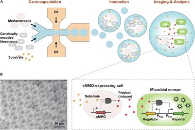 Sensitive and Rapid Phenotyping of Microbes With Soluble Methane Monooxygenase Using a Droplet-Based Assay